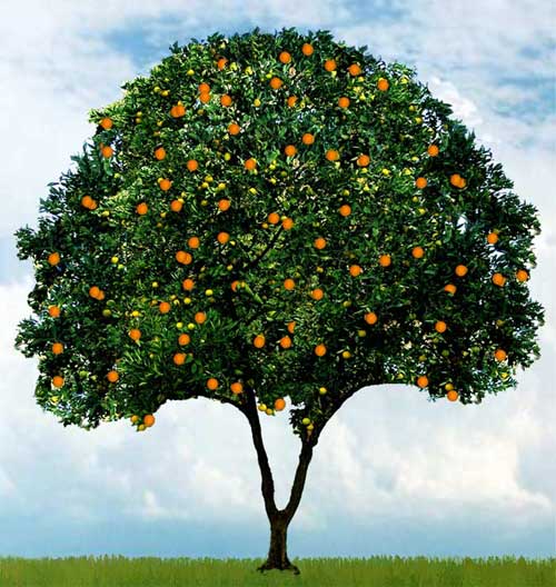 Orange Tree