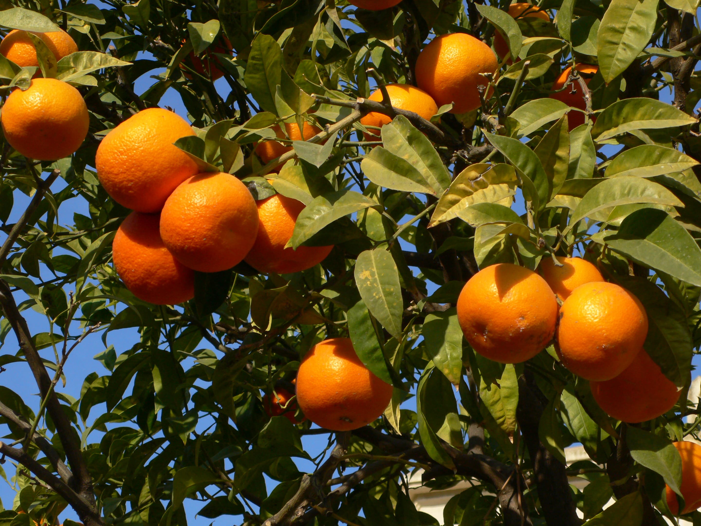 oranges