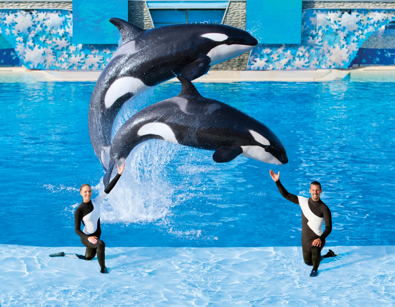 Shamu